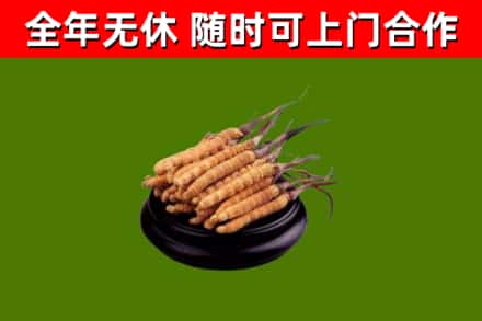 洪雅县烟酒回收冬虫夏草.jpg